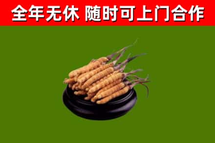 靖安县回收散虫草